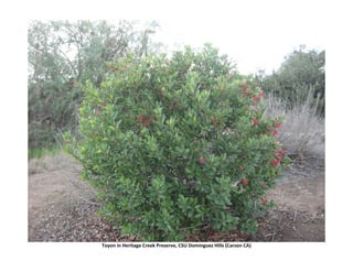Toyon in Heritage Creek Preserve, CSU Dominguez Hills (Carson CA)  