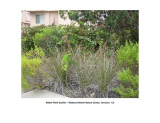 Native Plant Garden – Madrona Marsh Nature Center, Torrance CA
 