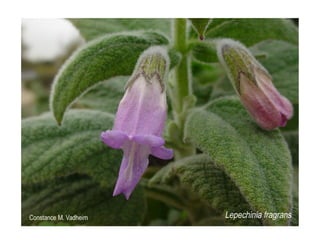 Q lepechinia-fragrans