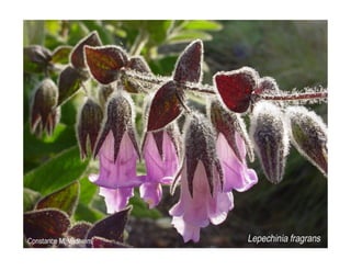 Q lepechinia-fragrans