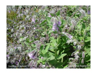 Q lepechinia-fragrans