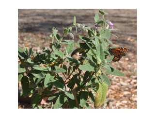 Q lepechinia-fragrans