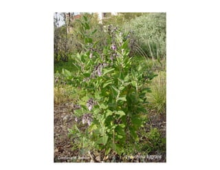 Q lepechinia-fragrans