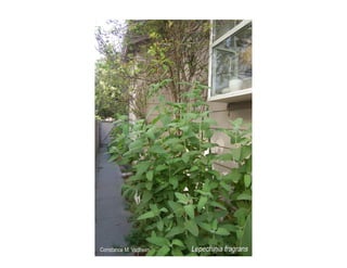 Q lepechinia-fragrans