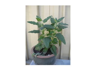 Q lepechinia-fragrans