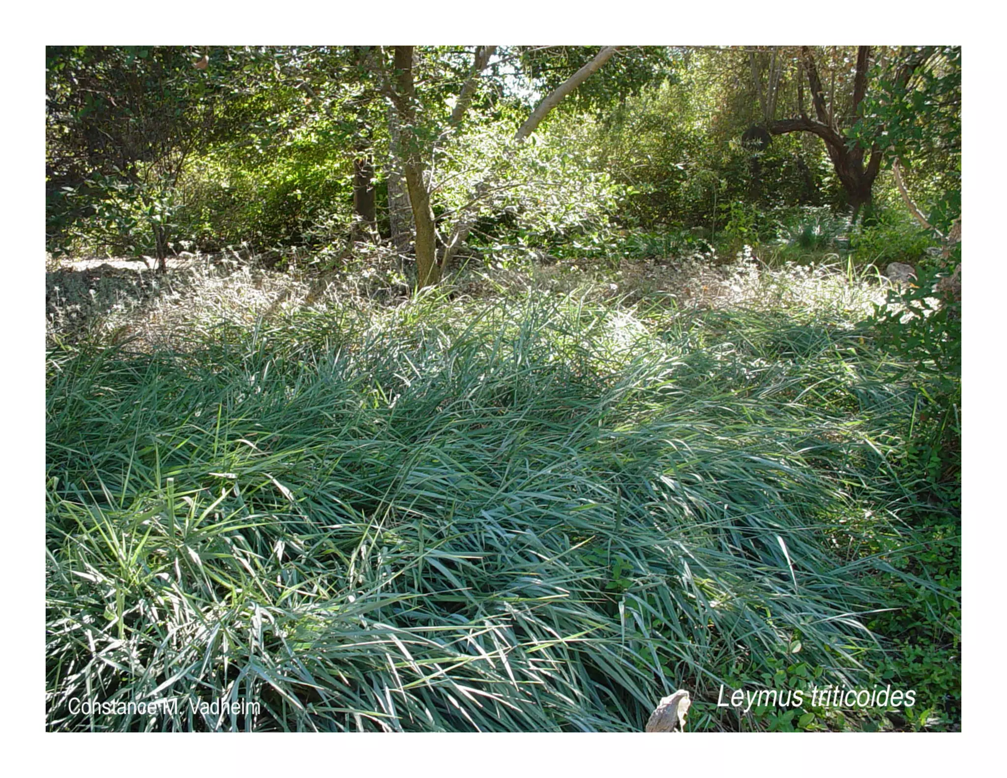 Q leymus triticoides