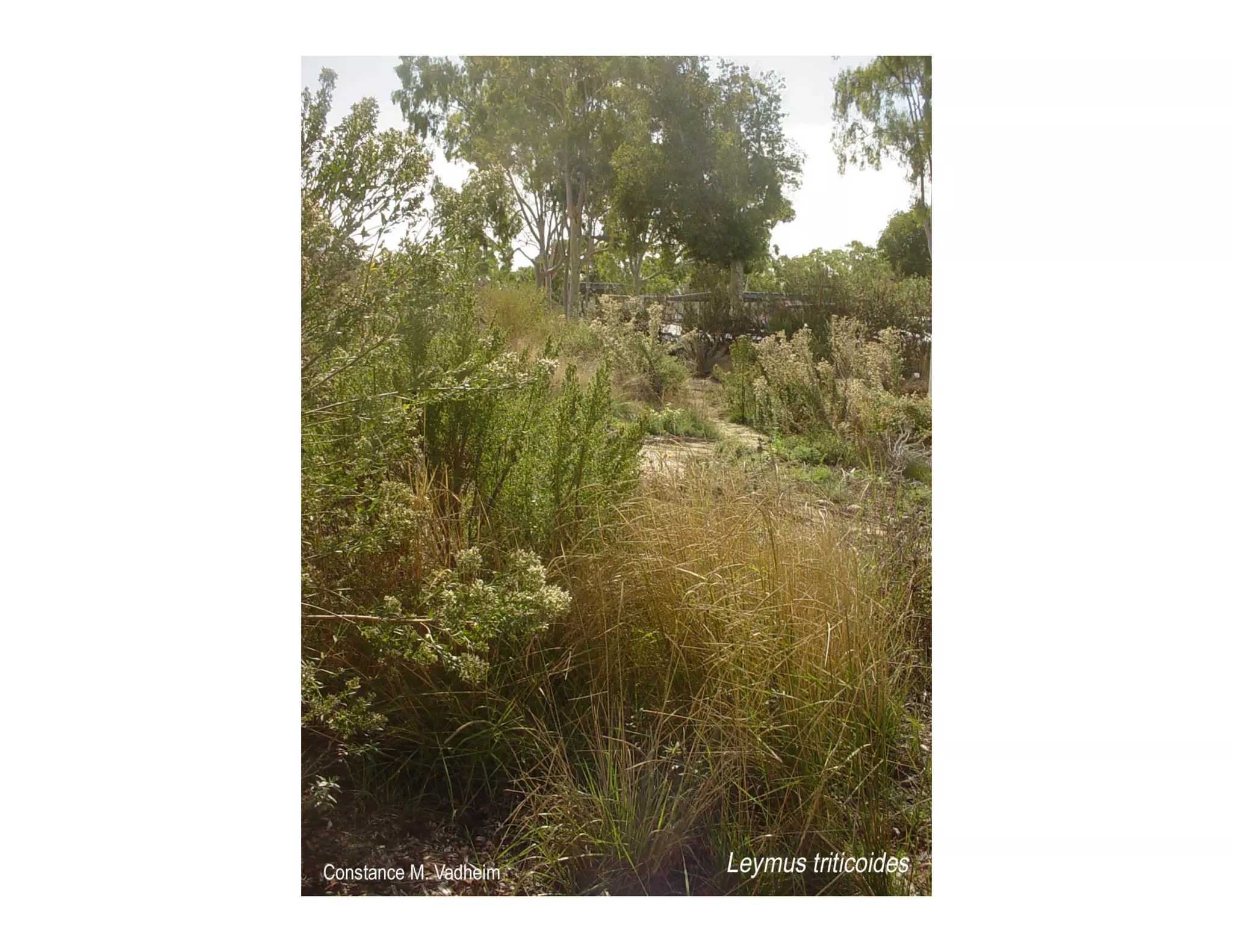 Q leymus triticoides