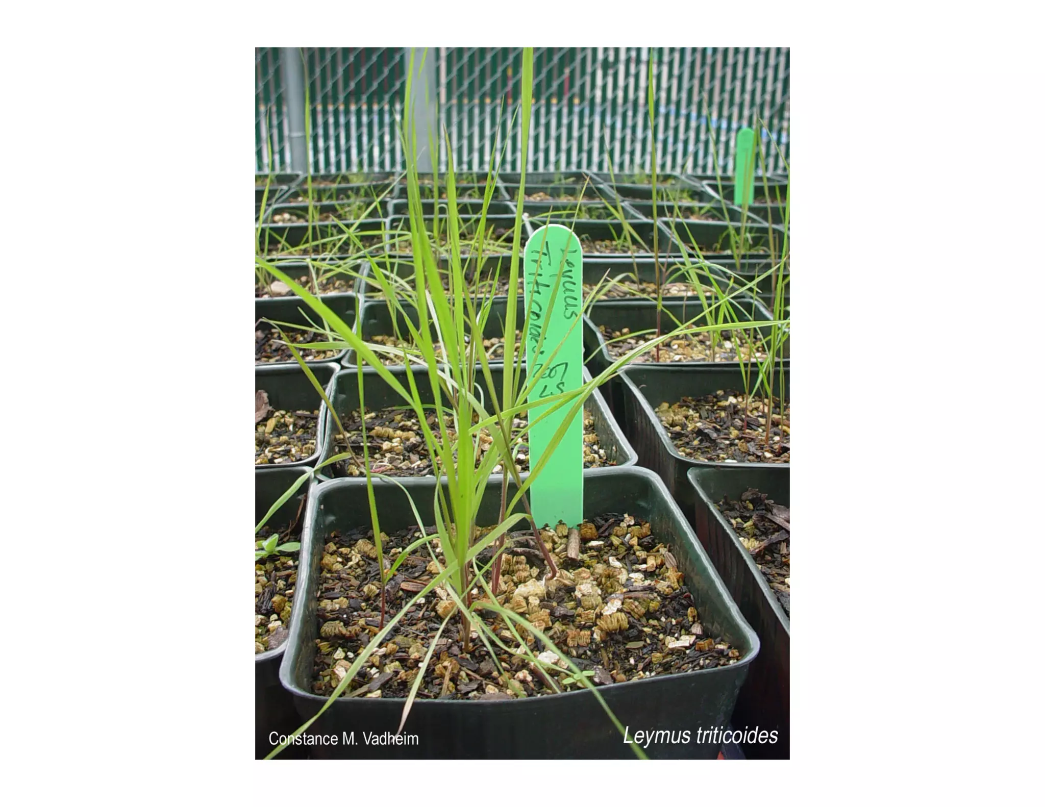 Q leymus triticoides