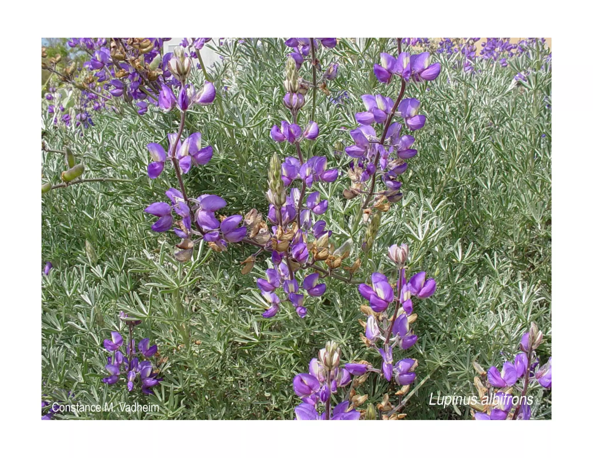 Q lupinus-albifrons