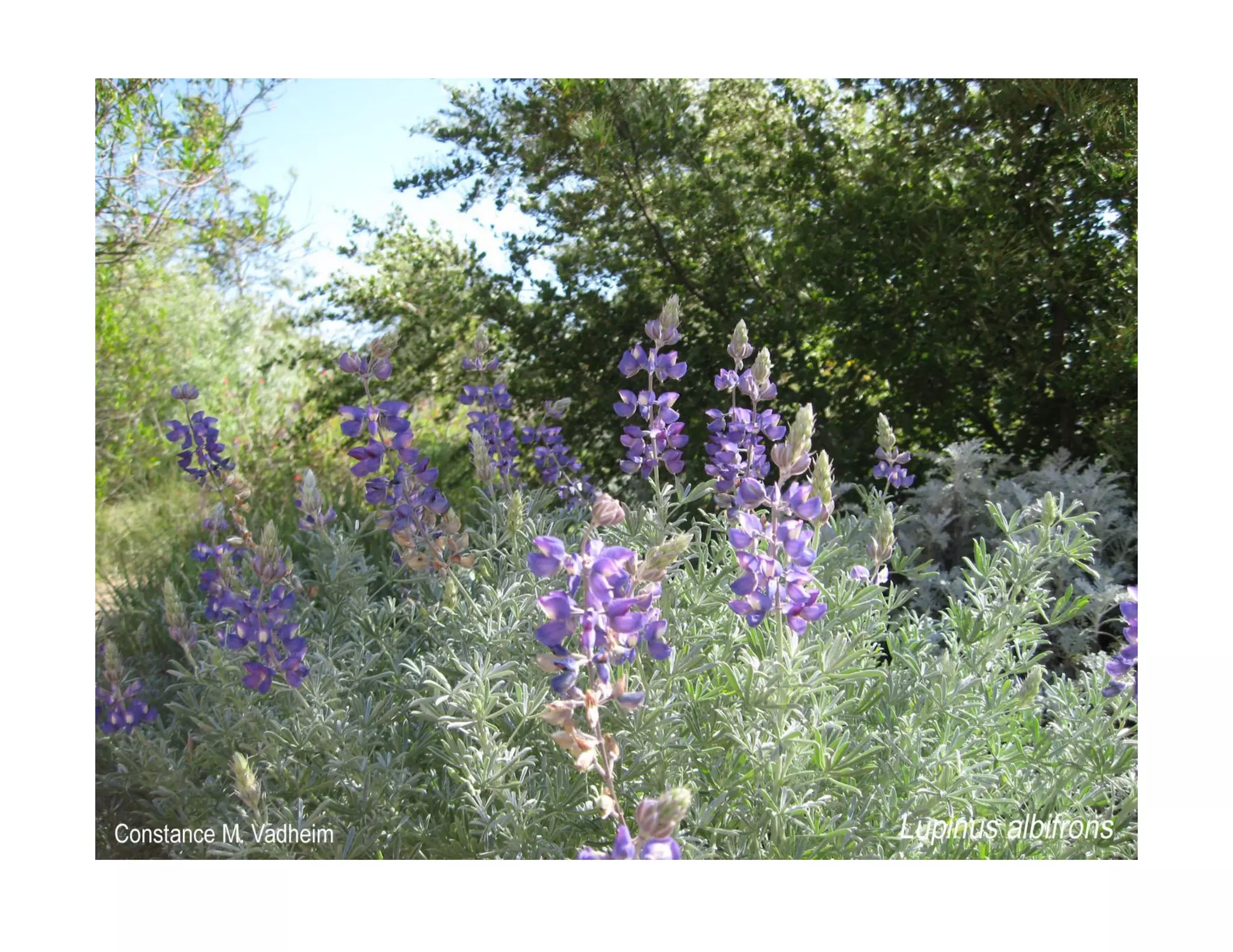 Q lupinus-albifrons