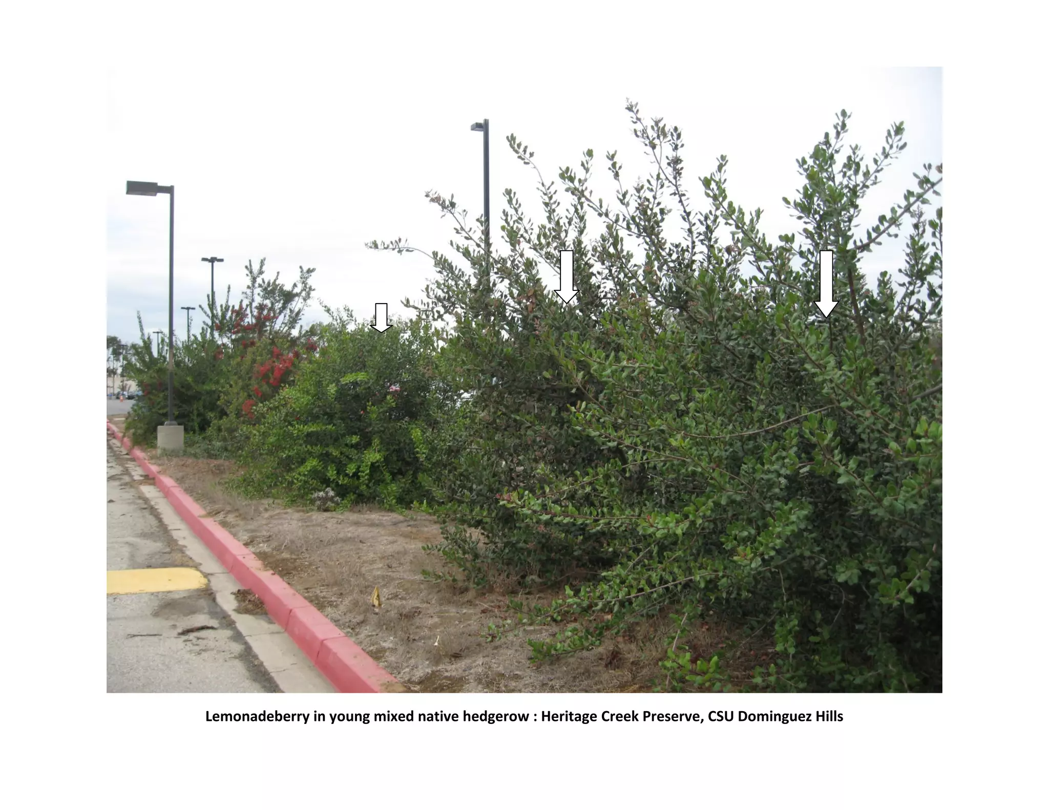 Lemonadeberry in young mixed native hedgerow : Heritage Creek Preserve, CSU Dominguez Hills
 