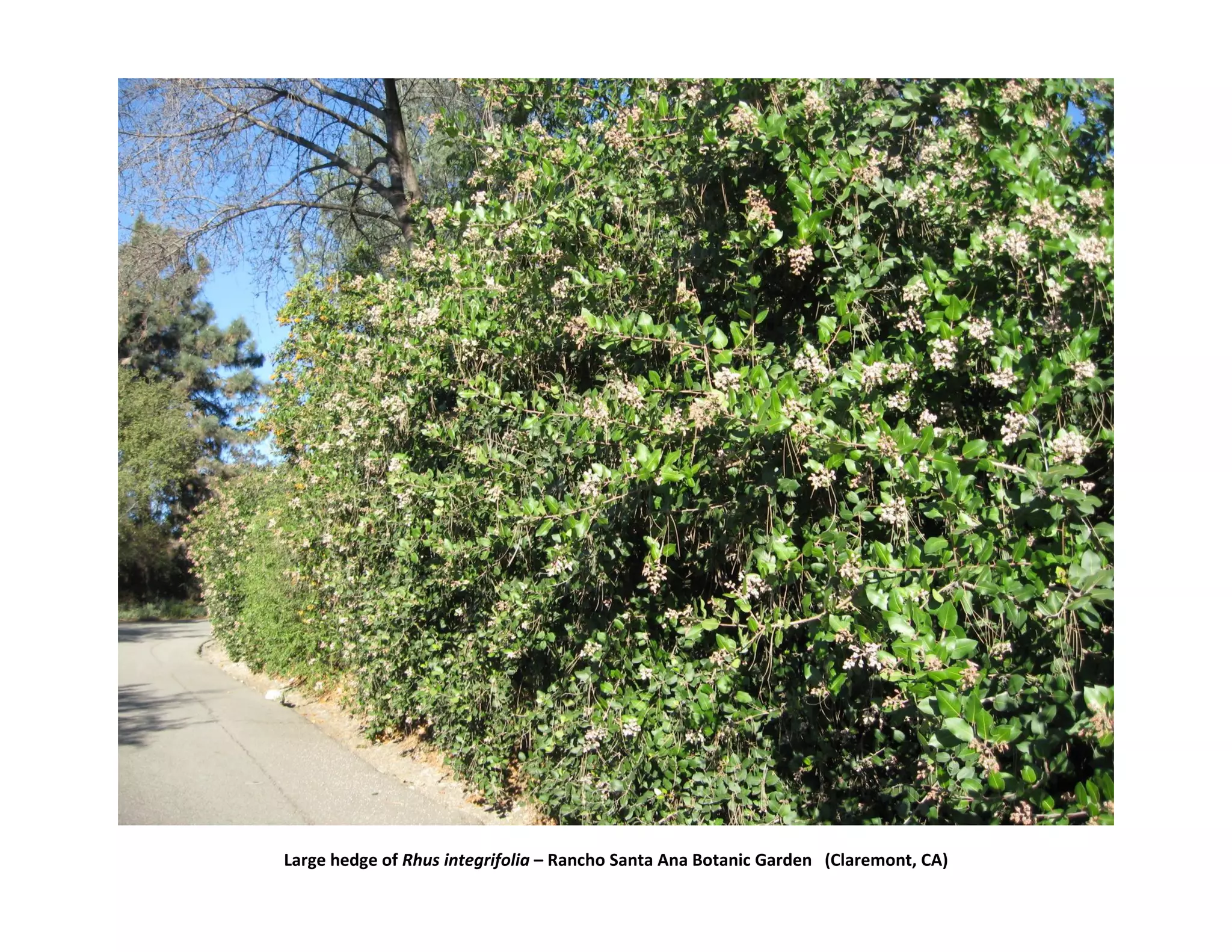Large hedge of Rhus integrifolia – Rancho Santa Ana Botanic Garden (Claremont, CA)
 