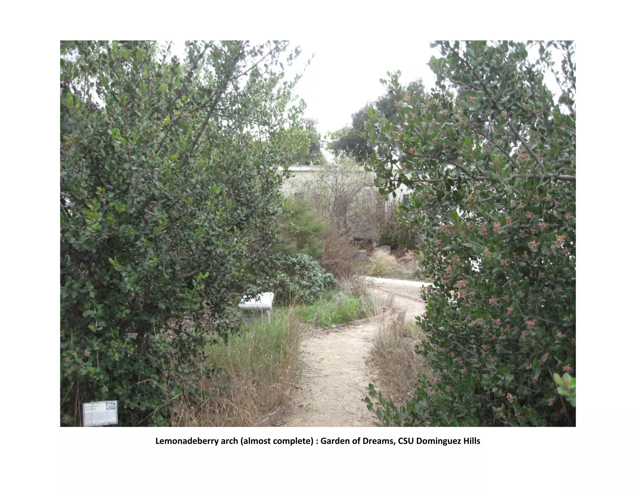 Lemonadeberry arch (almost complete) : Garden of Dreams, CSU Dominguez Hills
 