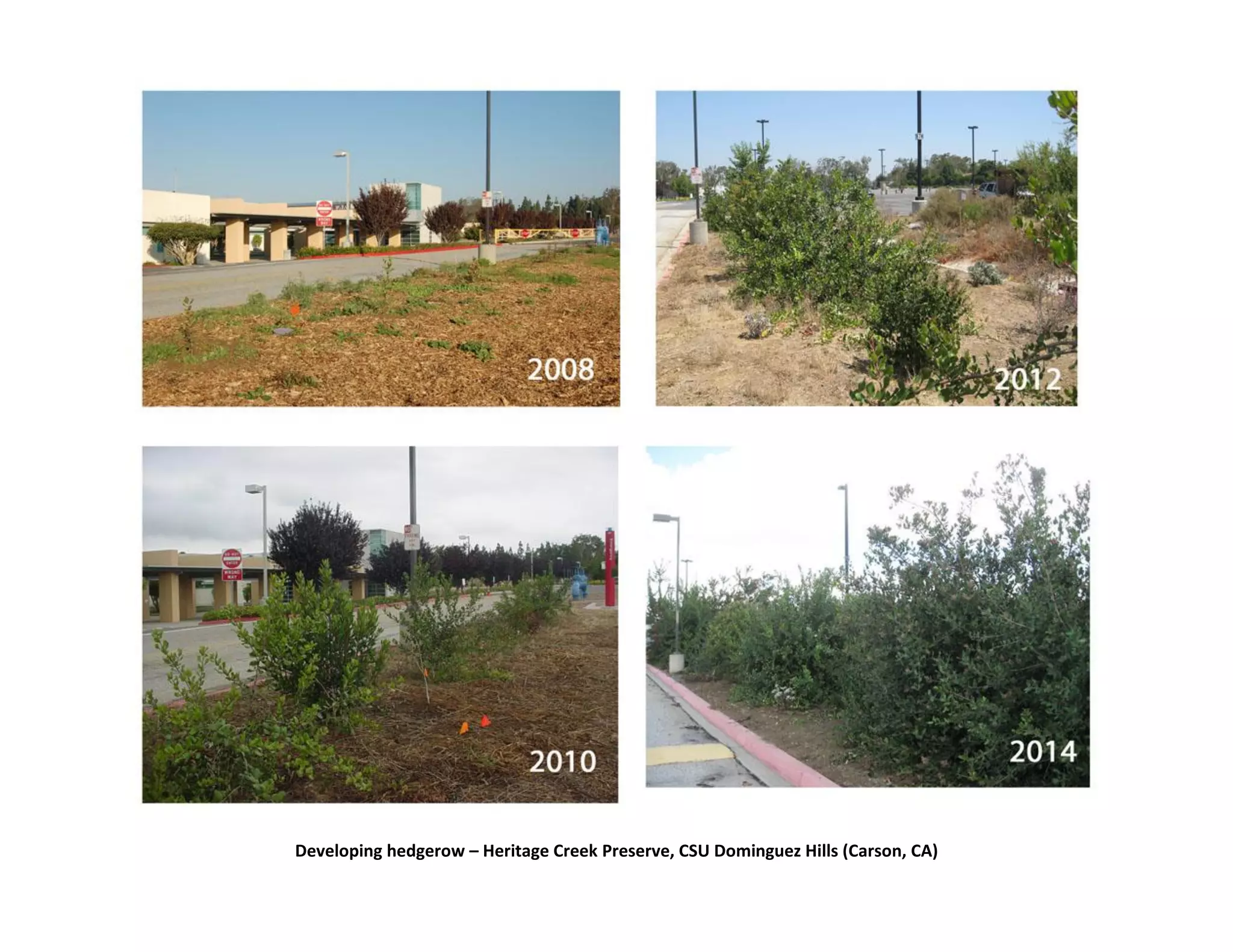Developing hedgerow – Heritage Creek Preserve, CSU Dominguez Hills (Carson, CA)
 