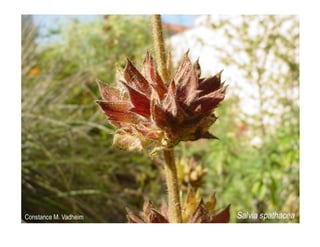 Q salvia-spathacea