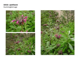 Salvia spathacea
Hummingbird sage
 