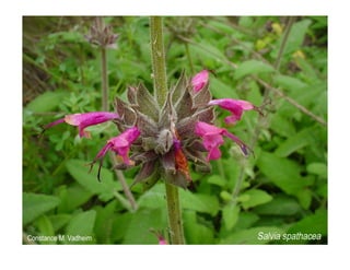 Q salvia-spathacea