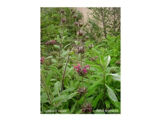 Q salvia-spathacea