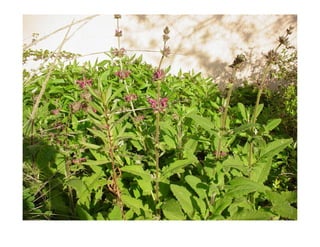 Q salvia-spathacea