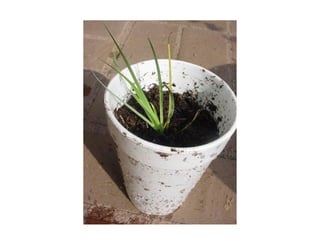 Q sisyrinchium-bellum