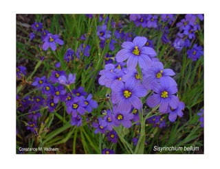 Q sisyrinchium-bellum