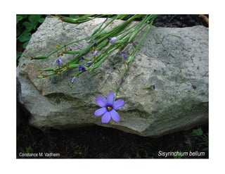 Q sisyrinchium-bellum