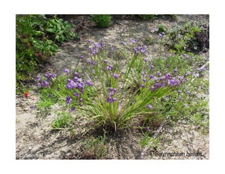 Q sisyrinchium-bellum