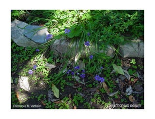 Q sisyrinchium-bellum