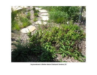 As groundcover in Mother Nature’s Backyard: Gardena, CA
 