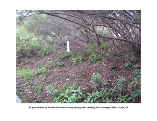 As groundcover in ‘Garden of Dreams’ native plant garden (winter), CSU Dominguez Hills: Carson, CA
 
