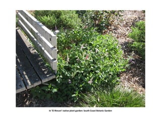 In ‘El Rincon’ native plant garden: South Coast Botanic Garden
 