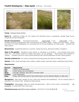 Foothill Needlegrass – Stipa lepida (STYE-puh LEP-ih-duh)
Family: Poaceae (Grass family)
Native to: California & Baja CA; Dry slopes and disturbed areas in grasslands, Coastal Sage Scrub,
Chaparral and Oak Woodlands.
Growth characteristics: Cool-season bunch grass mature height: 1-3 ft mature width: 1-3 ft
Graceful perennial bunchgrasses with arching leaves and flower stalks. Stalks arch over leaves. Seeds
and stems of Purple Needlegrass are red-purple and of cernua (Nodding) are light purple. Graceful and
showy plants.
Blooms/fruits: insignificant blooms in summer. Seeds have long, attractive bristles (“needles”).
Uses in the garden: Wonderful accent plants, in mid-beds or as borders – very graceful grass even
when dry. For erosion control on slopes and banks; for dry gardens. Most showy when planted in
masses. Excellent choice for native prairie plantings with annual wildflowers & other native grasses.
Sensible substitute for: non-native ornamental bunching grasses like Mexican Feather Grass.
Attracts: birds, small mammals (nest; shelter; seeds); larger mammals (food); butterflies (larval food).
Requirements:
Element Requirement
Sun Full sun to partial shade
Soil Prefer sandy, but very tolerant
Water Drought resistant; best with no summer water
Fertilizer Low requirement
Other Deep, well-drained soils for best performance; do not tolerate alkaline or salty soils
Management: little water needed (if any); keep area weeded until established. Can be mowed (high) or
sheared to 4-6 inches in fall. Reseeds on bare ground.
Propagation: from seed: collect dry seeds spring/summer. Plant in soil or pots in summer/fall. By
divisions: in winter (Dec-Mar); fairly easy.
Plant/seed sources (see list for source numbers) : 1-3, 5, 8, 10, 11, 13, 14, 16, 20, 24, 28 12/11/10
© Project SOUND
 