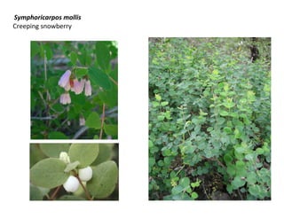 Symphoricarpos mollis
Creeping snowberry
 