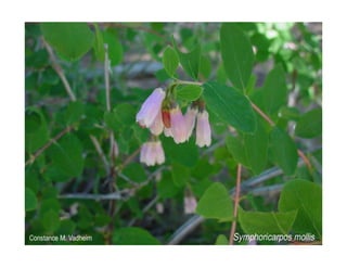 Q symphoricarpos-mollis