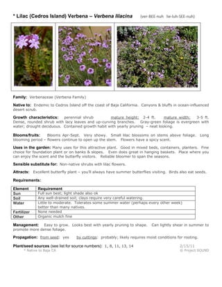 * Lilac (Cedros Island) Verbena – Verbena lilacina (ver-BEE-nuh lie-luh-SEE-nuh)
Family: Verbenaceae (Verbena Family)
Native to: Endemic to Cedros Island off the coast of Baja California. Canyons & bluffs in ocean-influenced
desert scrub.
Growth characteristics: perennial shrub mature height: 2-4 ft. mature width: 3-5 ft.
Dense, rounded shrub with lacy leaves and up-curving branches. Gray-green foliage is evergreen with
water; drought deciduous. Contained growth habit with yearly pruning – neat looking.
Blooms/fruits: Blooms Apr-Sept. Very showy. Small lilac blossoms on stems above foliage. Long
blooming period – flowers continue to open up the stem. Flowers have a spicy scent.
Uses in the garden: Many uses for this attractive plant. Good in mixed beds, containers, planters. Fine
choice for foundation plant or on banks & slopes. Even does great in hanging baskets. Place where you
can enjoy the scent and the butterfly visitors. Reliable bloomer to span the seasons.
Sensible substitute for: Non-native shrubs with lilac flowers.
Attracts: Excellent butterfly plant – you’ll always have summer butterflies visiting. Birds also eat seeds.
Requirements:
Element Requirement
Sun Full sun best; light shade also ok
Soil Any well-drained soil; clays require very careful watering.
Water Little to moderate. Tolerates some summer water (perhaps every other week)
better than many natives.
Fertilizer None needed
Other Organic mulch fine
Management: Easy to grow. Looks best with yearly pruning to shape. Can lightly shear in summer to
promote more dense foliage.
Propagation: from seed: yes by cuttings: probably; likely requires moist conditions for rooting.
Plant/seed sources (see list for source numbers): 1, 8, 11, 13, 14 2/15/11
* Native to Baja CA © Project SOUND
 