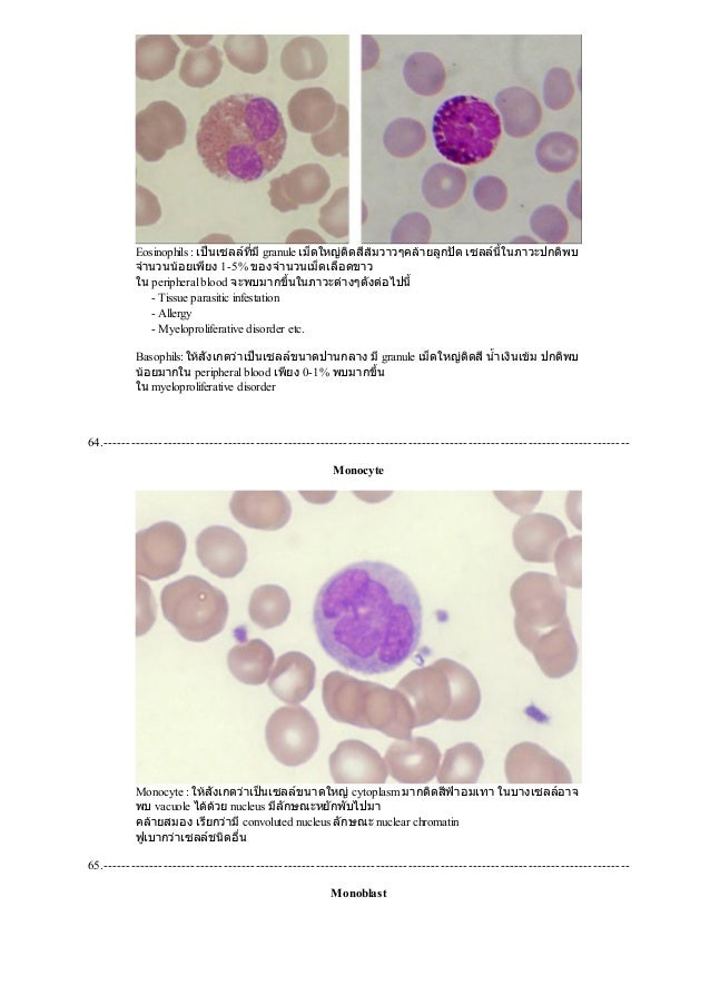 Blood Smear Diagram Labelled
