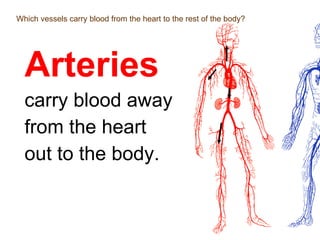 Which vessels carry blood from the heart to the rest of the body? Arteries   carry blood away  from the heart  out to the body. 