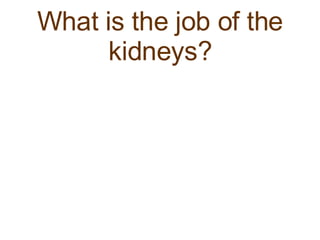 What is the job of the kidneys? 