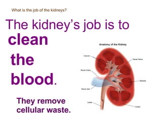 What is the job of the kidneys? The kidney’s job is to  clean  the  blood . They remove cellular waste. 