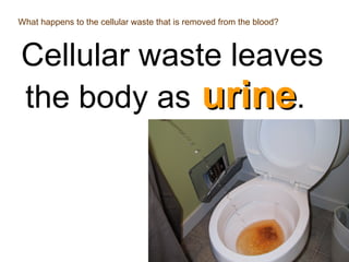 What happens to the cellular waste that is removed from the blood? Cellular waste leaves the body as  urine . 