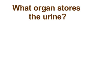 What organ stores  the urine? 