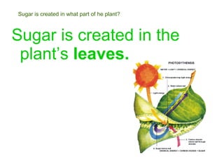 Sugar is created in what part of he plant? Sugar is created in the plant’s  leaves. 