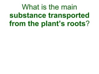 What is the main  substance transported from the plant’s roots ? 