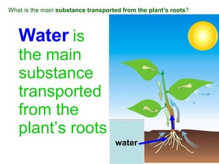 What is the main  substance transported from the plant’s roots ? Water   is  the main substance transported from the  plant’s roots. Water water 
