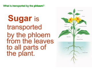 What is transported by the  phloem ? Sugar   is  transported  by the phloem from the leaves to all parts of the plant. 