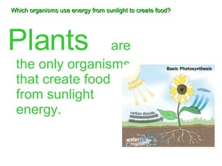 Which organisms use energy from sunlight to create food? Plants   are the only organisms that create food from sunlight energy. 