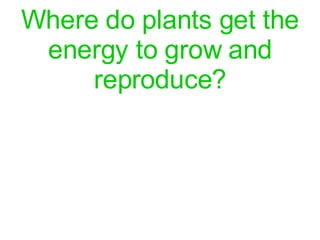 Where do plants get the energy to grow and reproduce? 