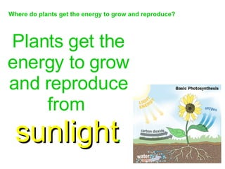 Where do plants get the energy to grow and reproduce? Plants get the energy to grow and reproduce from  sunlight . 