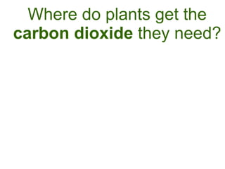 Where do plants get the  carbon dioxide  they need? 