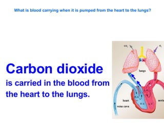What is blood carrying when it is pumped from the heart to the lungs? Carbon dioxide  is carried in the blood from  the heart to the lungs. 